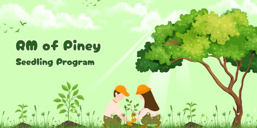 The RM of Piney will have 800 Red Pines Available through the Spring Seedling Program.